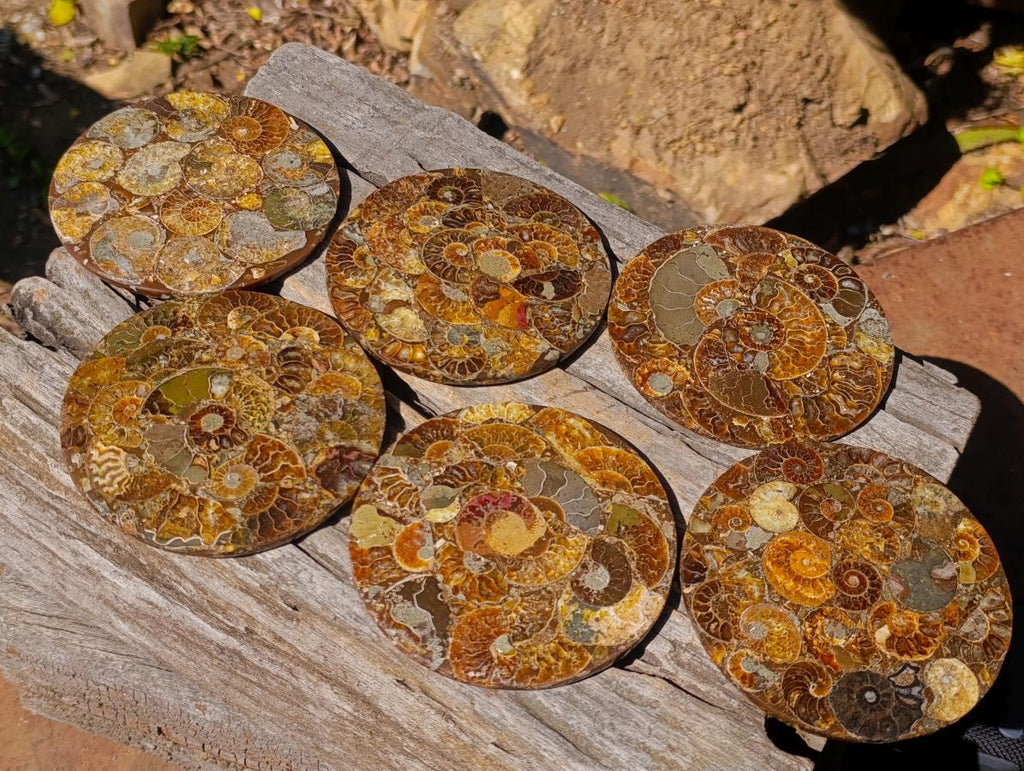 Hand Made Ammonite Conglomerate Table Coasters x 6 From Mahajanga, Madagascar - Toprock Gemstones and Minerals 