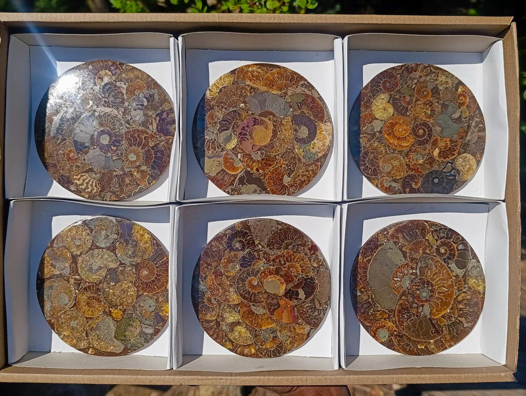 Hand Made Ammonite Conglomerate Table Coasters x 6 From Mahajanga, Madagascar - Toprock Gemstones and Minerals 