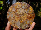 Hand Made Ammonite Conglomerate Table Coasters x 6 From Mahajanga, Madagascar - Toprock Gemstones and Minerals 
