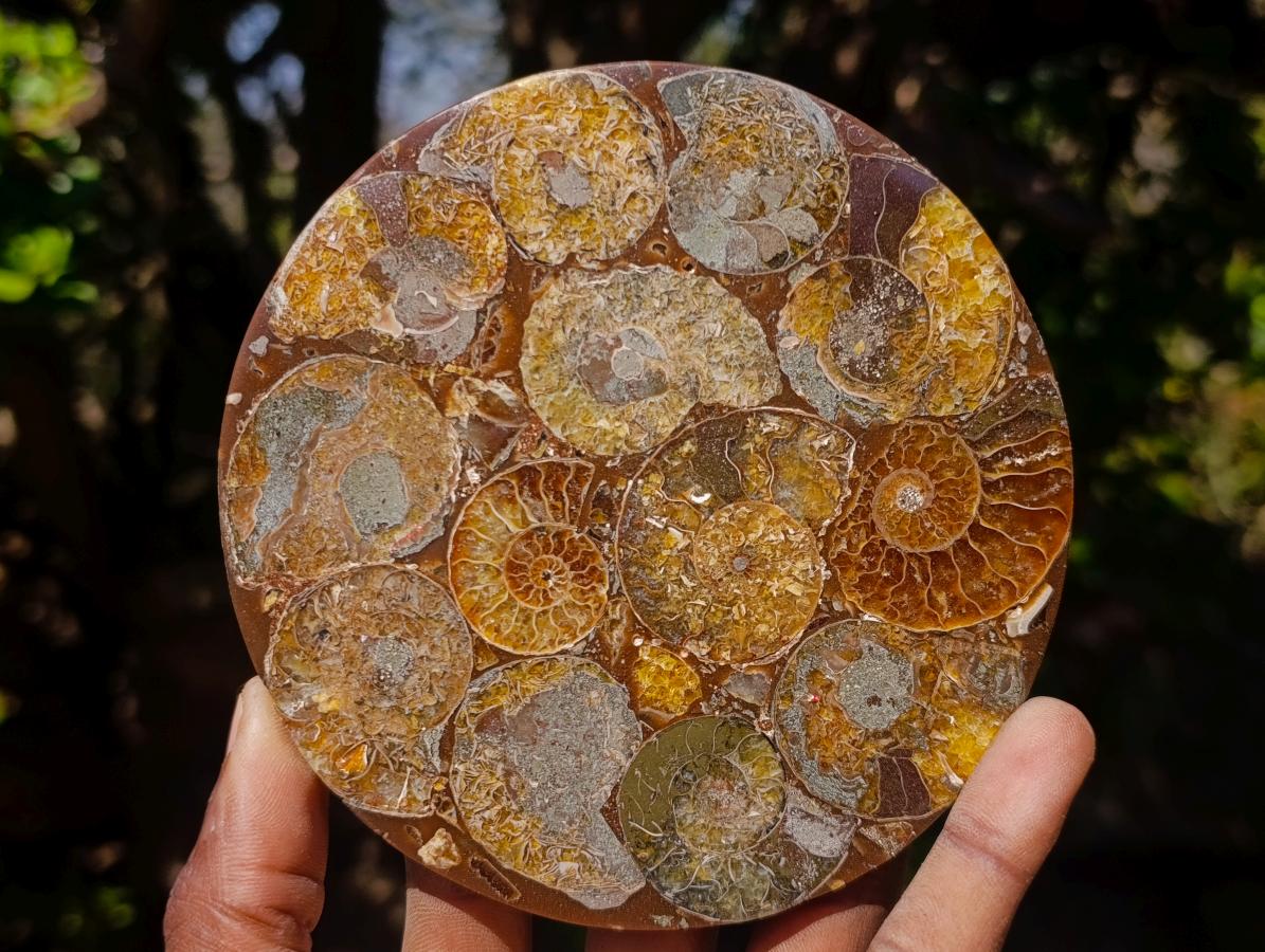 Hand Made Ammonite Conglomerate Table Coasters x 6 From Mahajanga, Madagascar - Toprock Gemstones and Minerals 