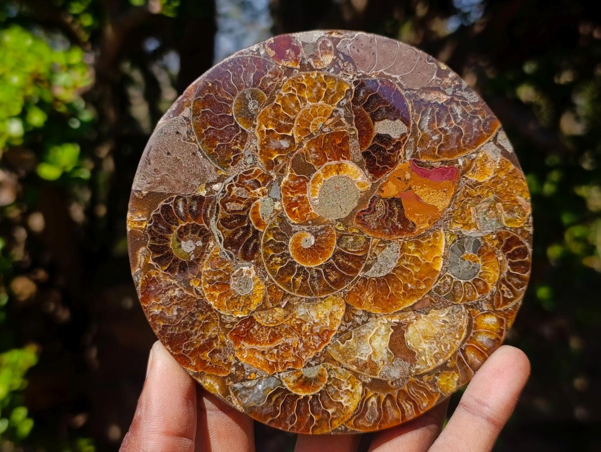 Hand Made Ammonite Conglomerate Table Coasters x 6 From Mahajanga, Madagascar - Toprock Gemstones and Minerals 