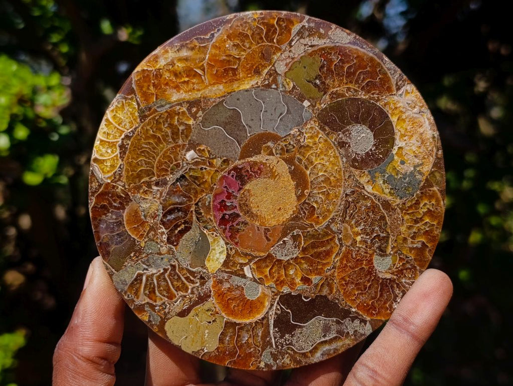 Hand Made Ammonite Conglomerate Table Coasters x 6 From Mahajanga, Madagascar - Toprock Gemstones and Minerals 