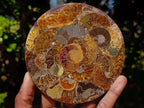 Hand Made Ammonite Conglomerate Table Coasters x 6 From Mahajanga, Madagascar - Toprock Gemstones and Minerals 