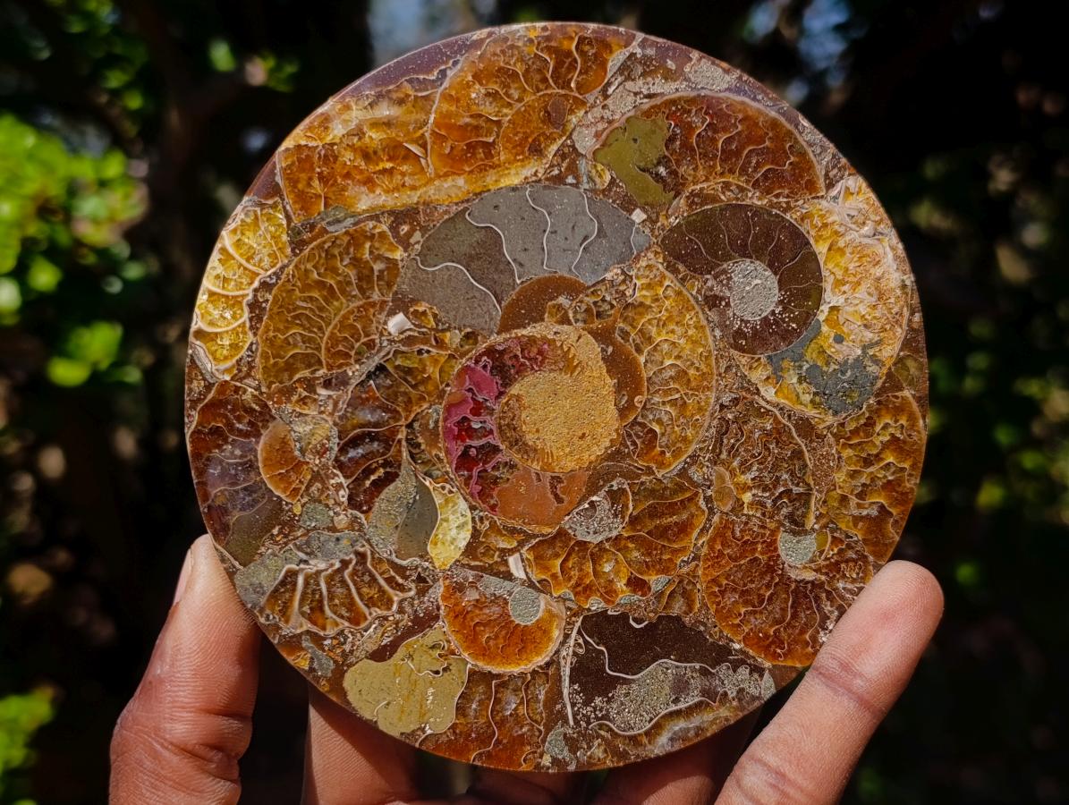 Hand Made Ammonite Conglomerate Table Coasters x 6 From Mahajanga, Madagascar - Toprock Gemstones and Minerals 