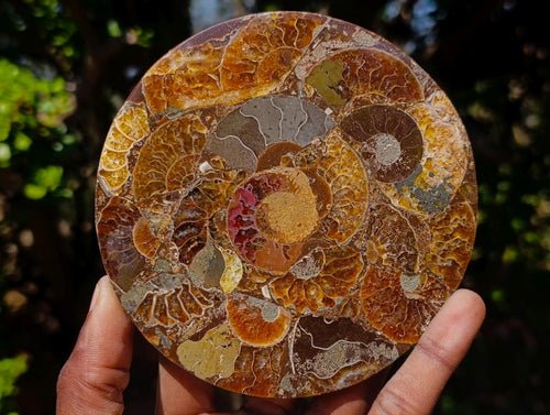 Hand Made Ammonite Conglomerate Table Coasters x 6 From Mahajanga, Madagascar - Toprock Gemstones and Minerals 