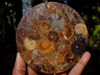 Hand Made Ammonite Conglomerate Table Coasters x 6 From Mahajanga, Madagascar - Toprock Gemstones and Minerals 