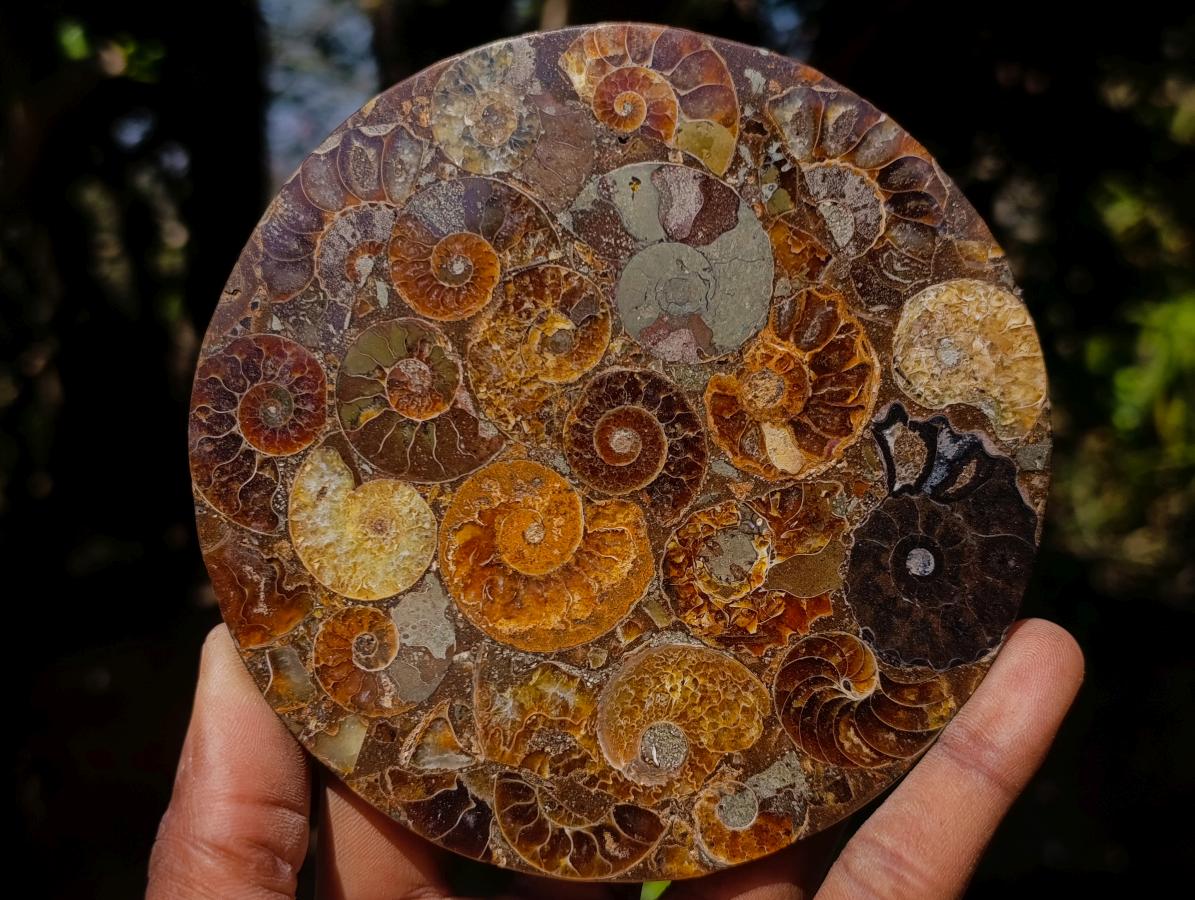 Hand Made Ammonite Conglomerate Table Coasters x 6 From Mahajanga, Madagascar - Toprock Gemstones and Minerals 