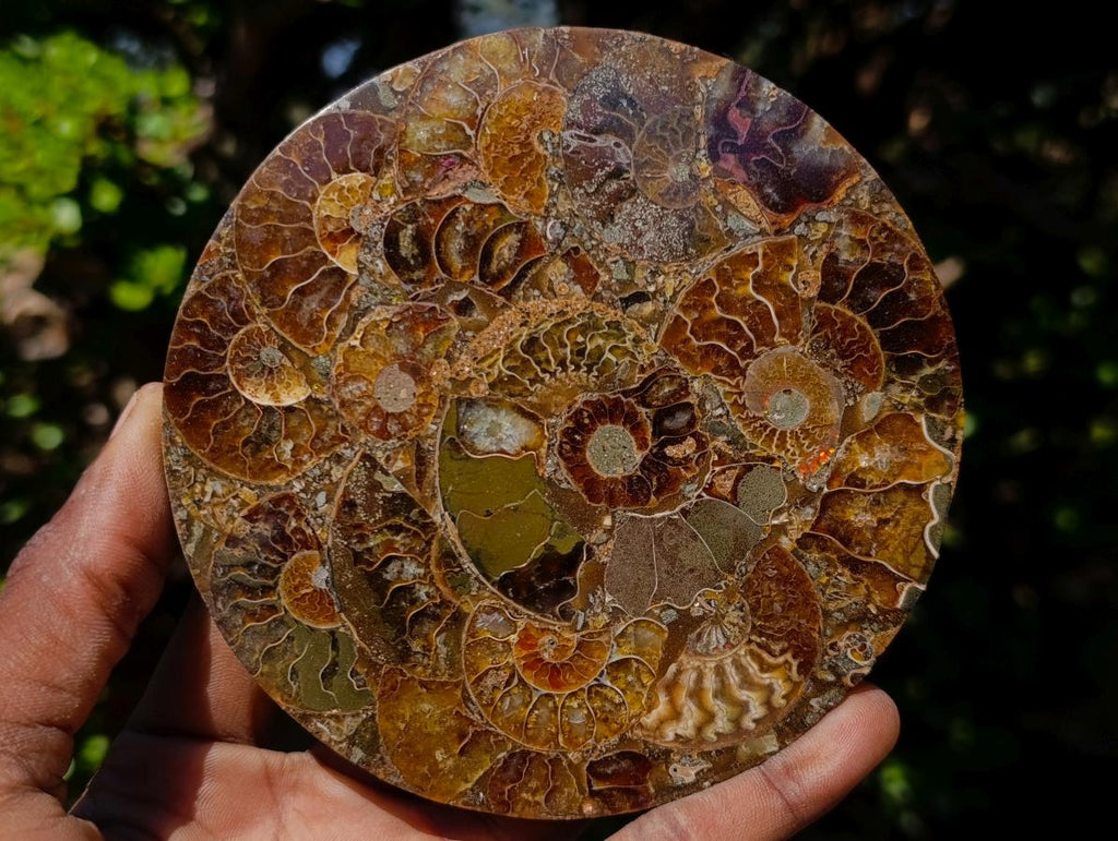 Hand Made Ammonite Conglomerate Table Coasters x 6 From Mahajanga, Madagascar - Toprock Gemstones and Minerals 