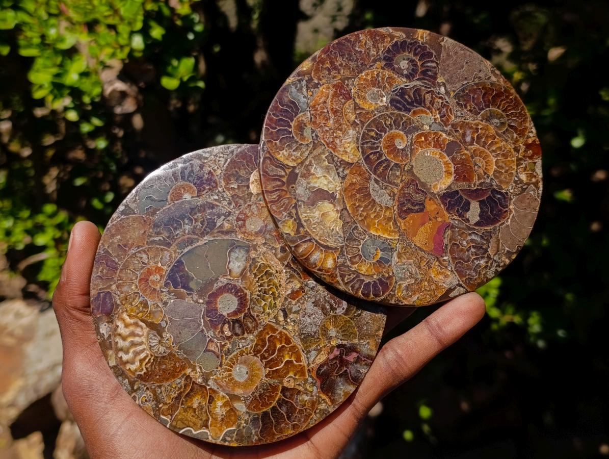 Hand Made Ammonite Conglomerate Table Coasters x 6 From Mahajanga, Madagascar - Toprock Gemstones and Minerals 