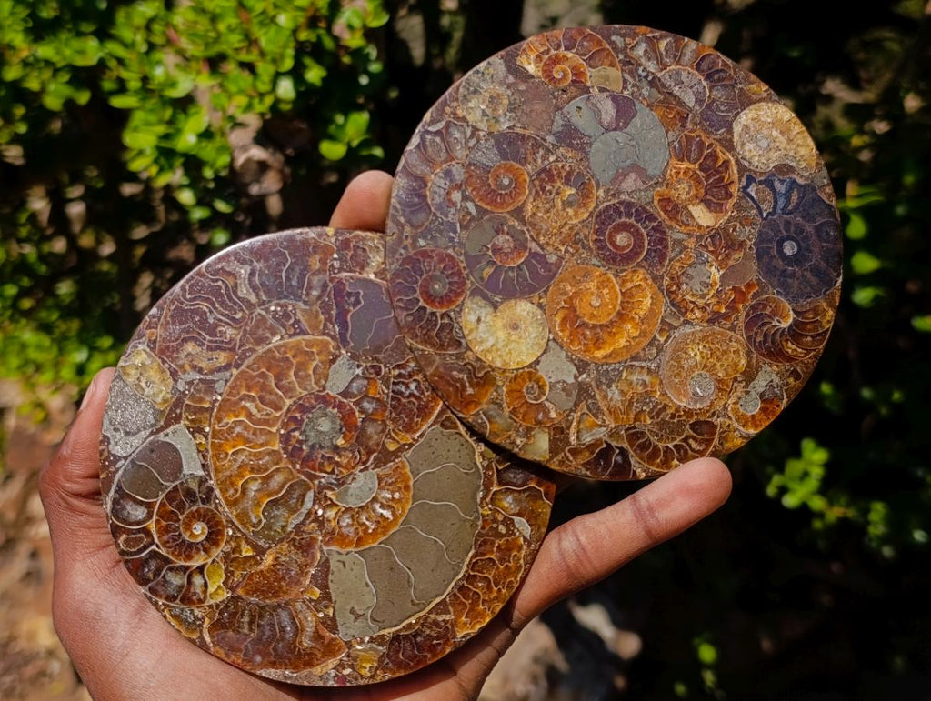 Hand Made Ammonite Conglomerate Table Coasters x 6 From Mahajanga, Madagascar - Toprock Gemstones and Minerals 