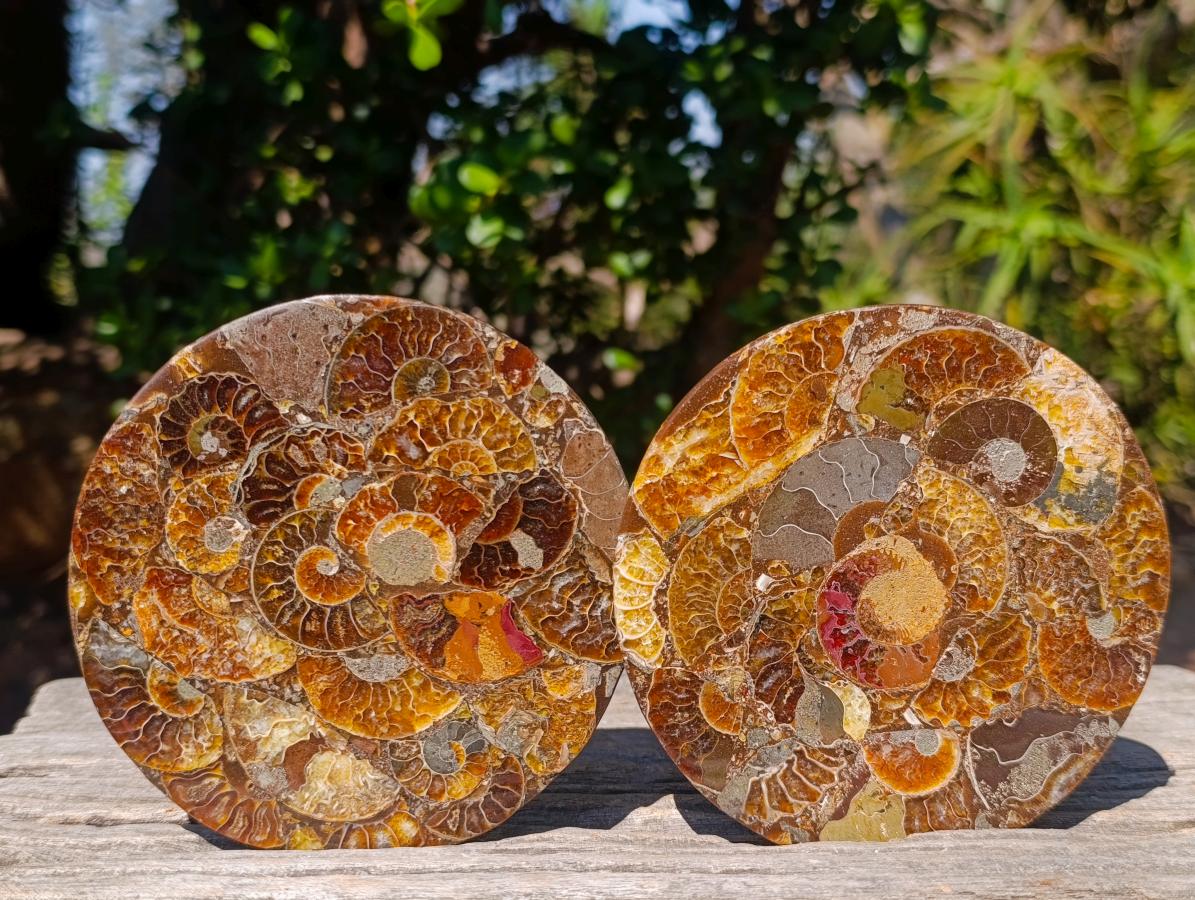 Hand Made Ammonite Conglomerate Table Coasters x 6 From Mahajanga, Madagascar - Toprock Gemstones and Minerals 