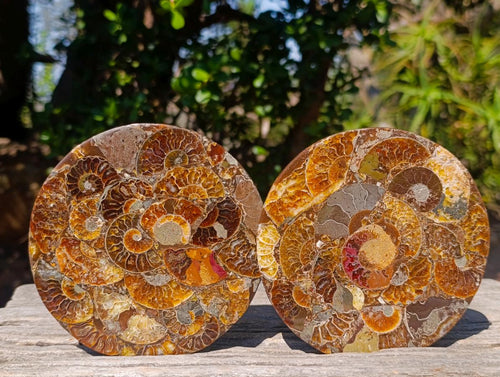 Hand Made Ammonite Conglomerate Table Coasters x 6 From Mahajanga, Madagascar - Toprock Gemstones and Minerals 