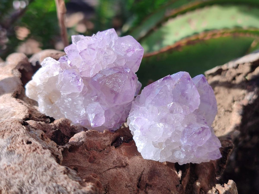 Natural Sunburst Spirit Amethyst Crystals x 20 From Boekenhouthoek, South Africa - Toprock Gemstones and Minerals 