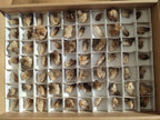 Natural Smokey Quartz Crystal Clusters x 70 From Erongo, Namibia - Toprock Gemstones and Minerals 