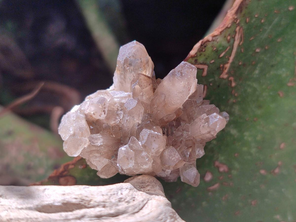 Natural Smokey Quartz Crystal Clusters x 70 From Erongo, Namibia - Toprock Gemstones and Minerals 