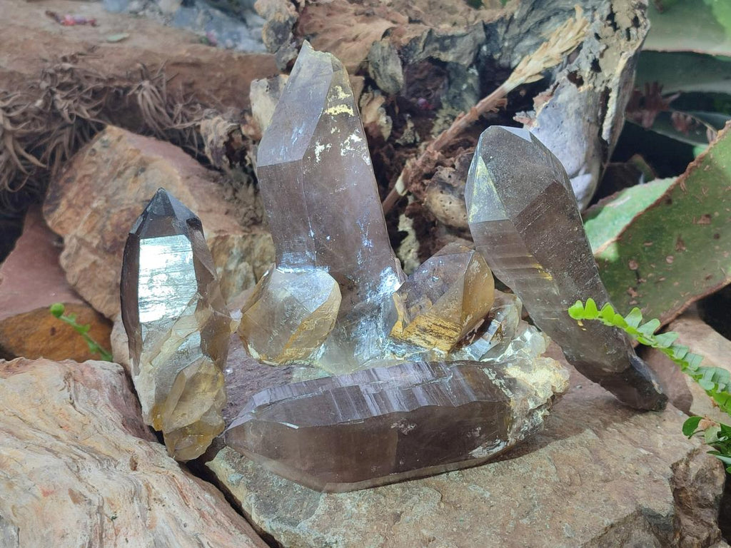 Natural Smokey Quartz Crystals x 4 From Erongo, Namibia - Toprock Gemstones and Minerals 