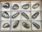 Polished Basalt Pharaoh Stone Free Forms x 12 From Iron Duke Mine, Zimbabwe - Toprock Gemstones and Minerals 