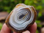 Polished One Side Red Shashe River Agate Nodules x 16 From Shashe River, Zimbabwe - Toprock Gemstones and Minerals 