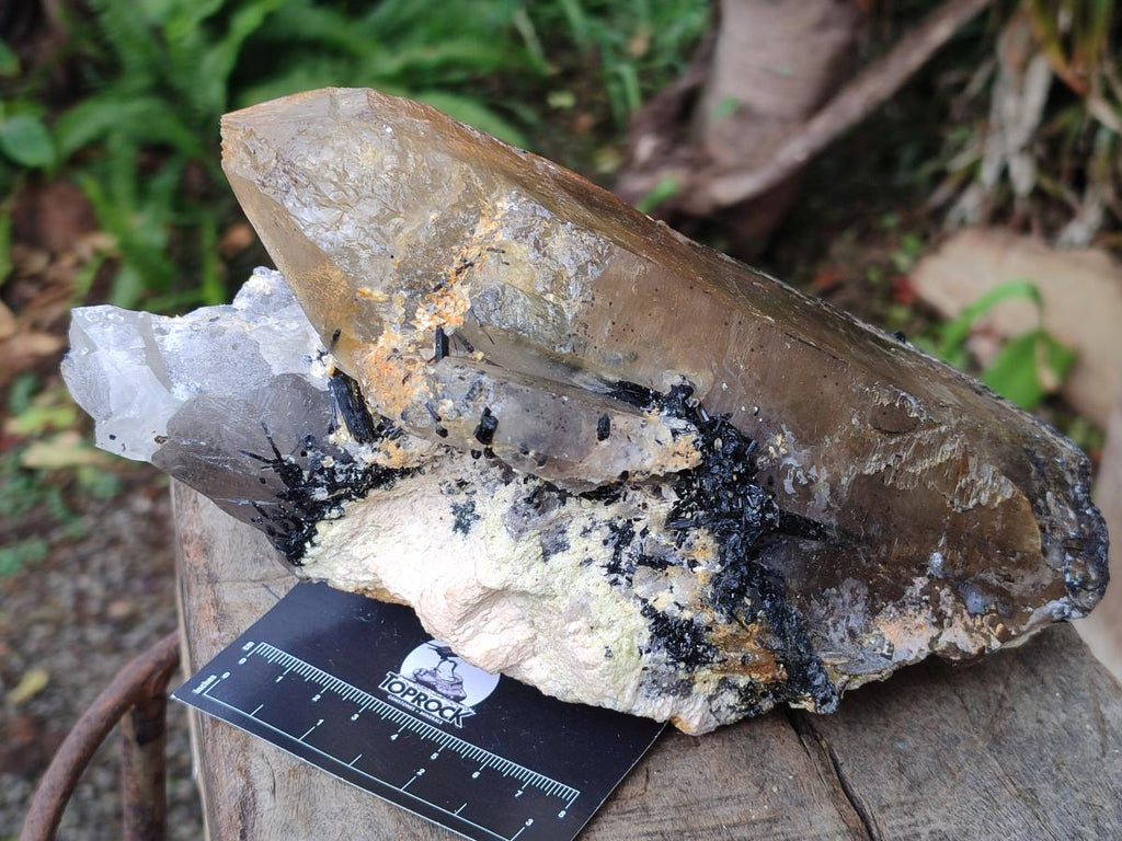 Natural Large Smokey Quartz Crystal x 1 From Erongo, Namibia - Toprock Gemstones and Minerals 