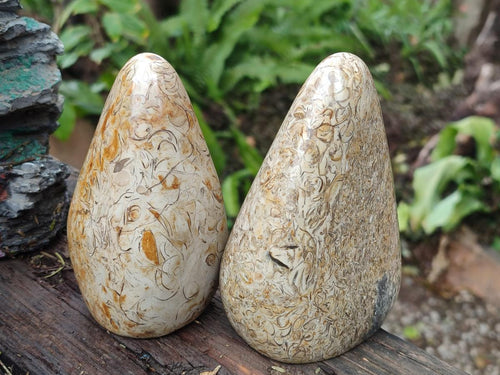 Polished Oceanic Fossil Standing Display Pieces x 3 From Madagascar - Toprock Gemstones and Minerals 