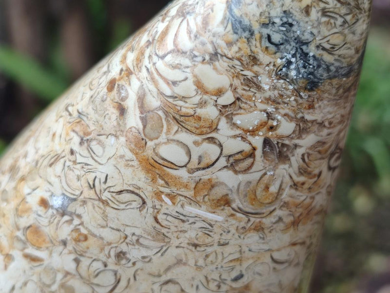 Polished Oceanic Fossil Standing Display Pieces x 3 From Madagascar - Toprock Gemstones and Minerals 