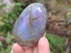 Polished Rare Purple Sunset Flash Labradorite Palm Stones x 12 From Madagascar - Toprock Gemstones and Minerals 