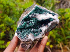 Natural Cabinet Size Ball Malachite Specimens Coated with Drusy Quartz on Dolomite x 2 From Mindingi Mine, Kambove, Congo