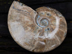Polished Large Whole Red Ammolite Cleoniceras Opalized Ammonite Fossil x 1 From Tulear, Madagascar - Toprock Gemstones and Minerals 