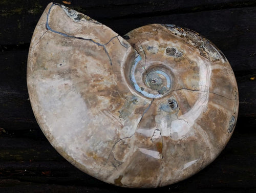 Polished Large Whole Red Ammolite Cleoniceras Opalized Ammonite Fossil x 1 From Tulear, Madagascar - Toprock Gemstones and Minerals 