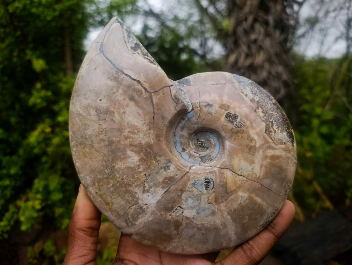 Polished Large Whole Red Ammolite Cleoniceras Opalized Ammonite Fossil x 1 From Tulear, Madagascar - Toprock Gemstones and Minerals 