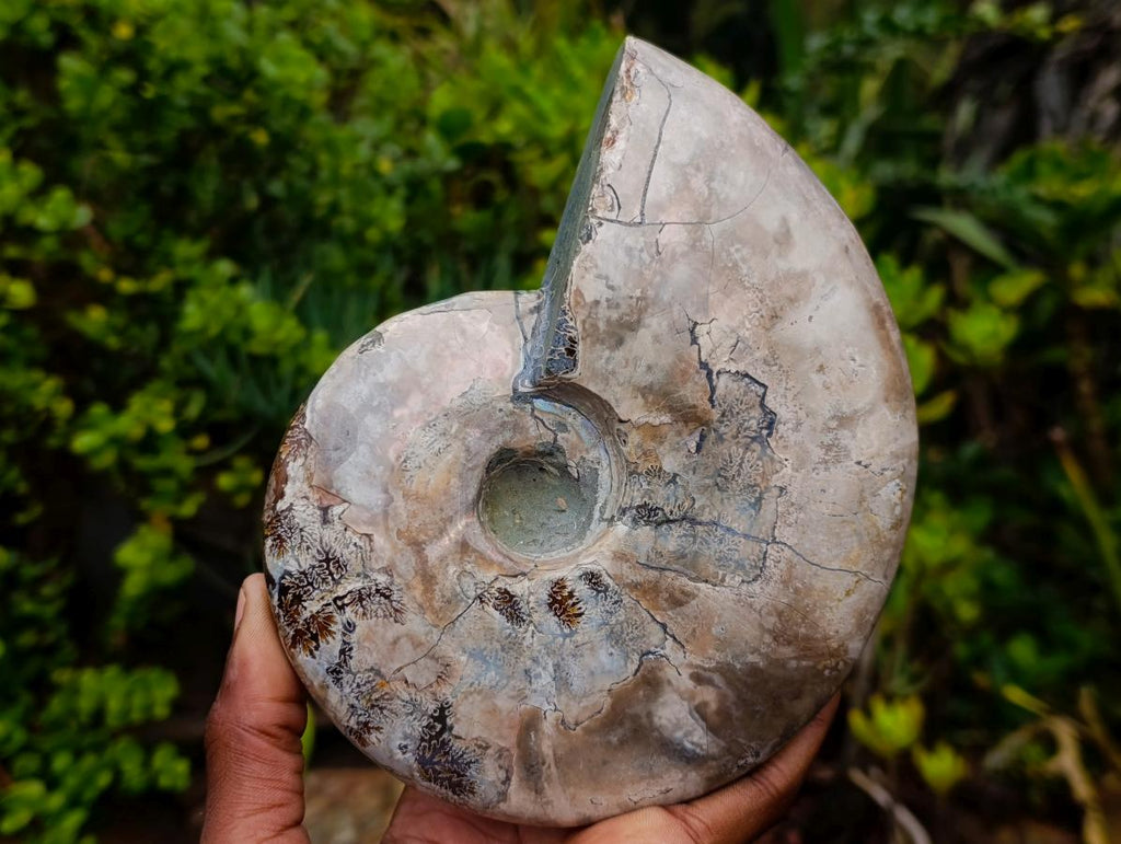 Polished Large Whole Red Ammolite Cleoniceras Opalized Ammonite Fossil x 1 From Tulear, Madagascar - Toprock Gemstones and Minerals 