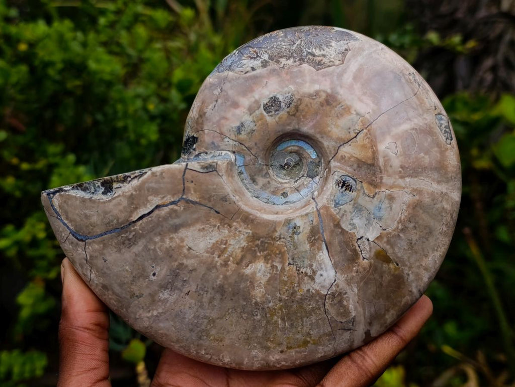Polished Large Whole Red Ammolite Cleoniceras Opalized Ammonite Fossil x 1 From Tulear, Madagascar - Toprock Gemstones and Minerals 