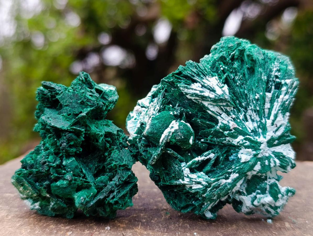 Natural Rare Bladed Malachite Pseudomorph Specimens with Associated Minerals x 6 From Kolwezi, Congo