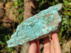 Natural Drusy Coated Chrysocolla Specimens with Malachite and Heterogenite on Dolomite x 2 From Lupoto Mine, Congo