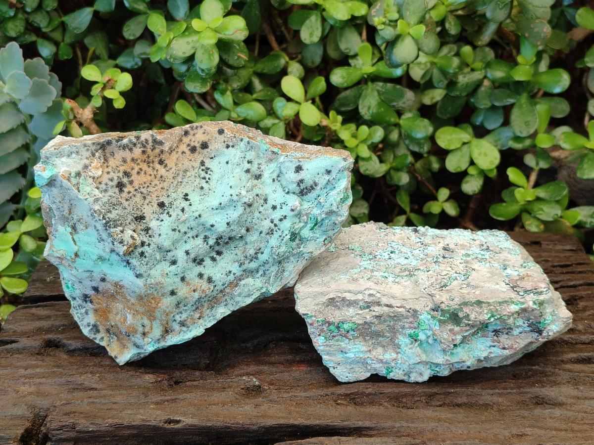 Natural Drusy Coated Chrysocolla Specimens with Malachite and Heterogenite on Dolomite x 2 From Lupoto Mine, Congo