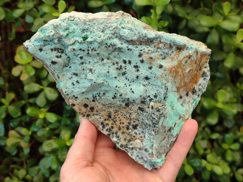 Natural Drusy Coated Chrysocolla Specimens with Malachite and Heterogenite on Dolomite x 2 From Lupoto Mine, Congo