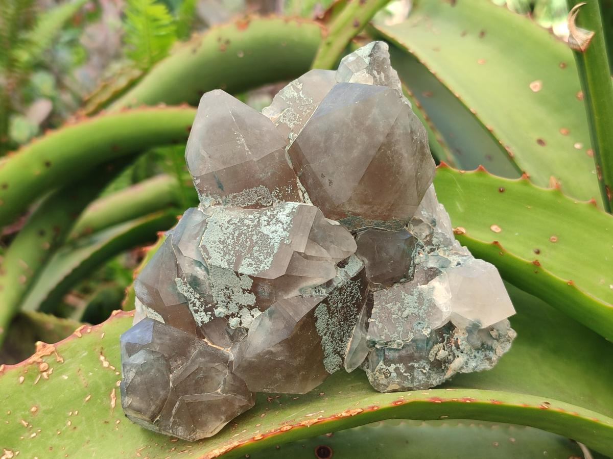 Natural Cabinet Size Smokey Quartz Clusters with Foitite x 6 From Erongo, Namibia