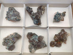 Natural Cabinet Size Smokey Quartz Clusters with Foitite x 6 From Erongo, Namibia