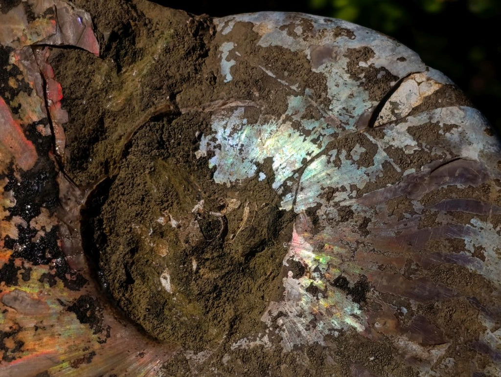 Polished and Natural Red Ammolite Cleoniceras Opalized Ammonite Fossils x 2 From Maintirano, Madagascar