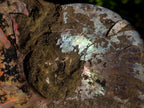 Polished and Natural Red Ammolite Cleoniceras Opalized Ammonite Fossils x 2 From Maintirano, Madagascar