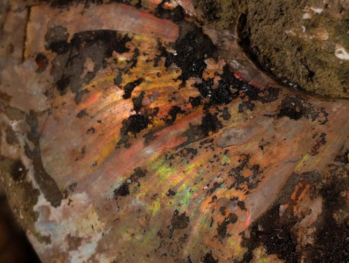Polished and Natural Red Ammolite Cleoniceras Opalized Ammonite Fossils x 2 From Maintirano, Madagascar