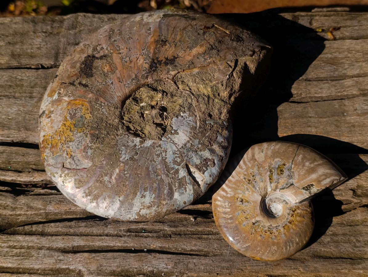 Polished and Natural Red Ammolite Cleoniceras Opalized Ammonite Fossils x 2 From Maintirano, Madagascar
