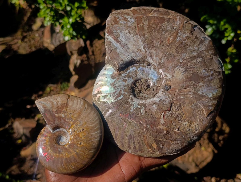 Polished and Natural Red Ammolite Cleoniceras Opalized Ammonite Fossils x 2 From Maintirano, Madagascar
