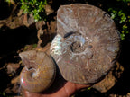 Polished and Natural Red Ammolite Cleoniceras Opalized Ammonite Fossils x 2 From Maintirano, Madagascar