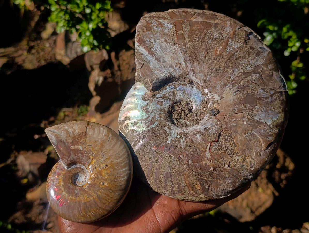 Polished and Natural Red Ammolite Cleoniceras Opalized Ammonite Fossils x 2 From Maintirano, Madagascar