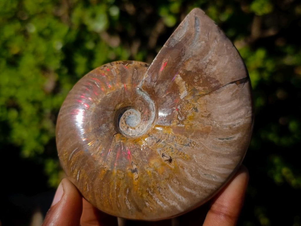 Polished and Natural Red Ammolite Cleoniceras Opalized Ammonite Fossils x 2 From Maintirano, Madagascar