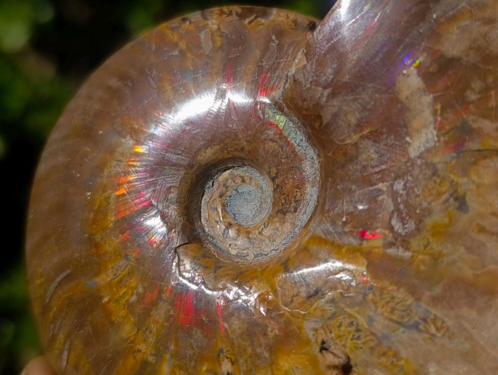 Polished and Natural Red Ammolite Cleoniceras Opalized Ammonite Fossils x 2 From Maintirano, Madagascar
