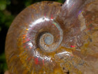 Polished and Natural Red Ammolite Cleoniceras Opalized Ammonite Fossils x 2 From Maintirano, Madagascar
