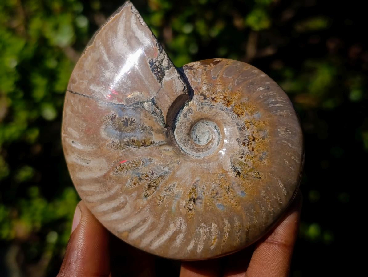 Polished and Natural Red Ammolite Cleoniceras Opalized Ammonite Fossils x 2 From Maintirano, Madagascar