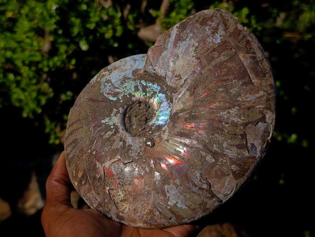 Polished and Natural Red Ammolite Cleoniceras Opalized Ammonite Fossils x 2 From Maintirano, Madagascar